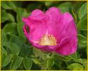 Wild Rose